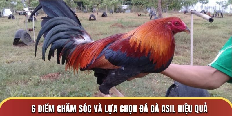 6 điểm chăm sóc và lựa chọn đá gà Asil hiệu quả