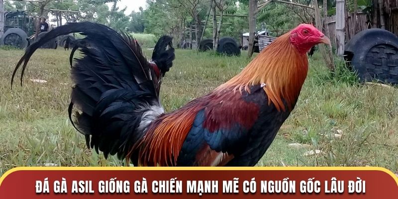 Đá gà Asil giống gà chiến mạnh mẽ có nguồn gốc lâu đời