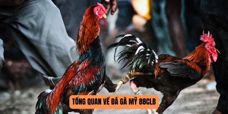 Tổng quan về đá gà Mỹ 88CLB