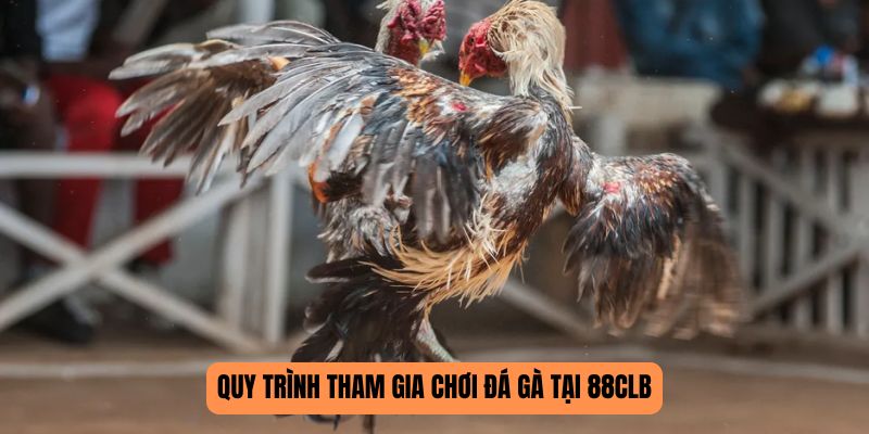 Quy trình tham gia chơi đá gà tại 88CLB