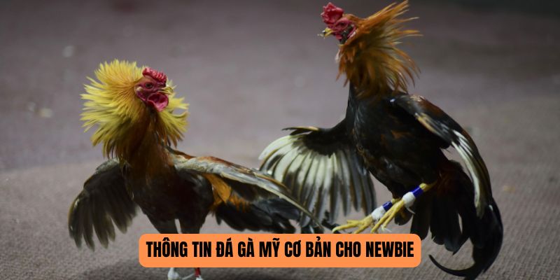 Thông tin đá gà Mỹ cơ bản cho newbie