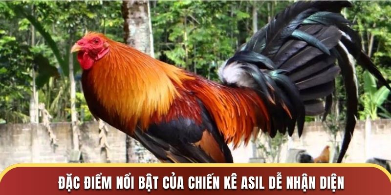 Đặc điểm nổi bật của chiến kê Asil dễ nhận diện